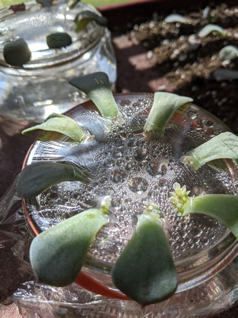 i decided to try leaf propagation just for the heck of it last month ...