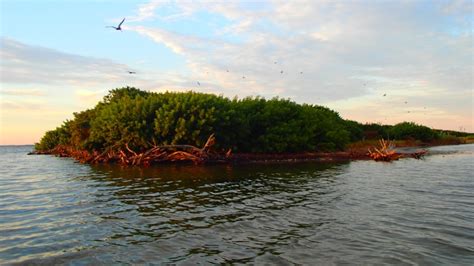 Bioluminescent, Wildlife, and Birding Kayak Tours Merritt Island FL