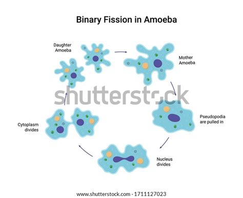 Binary Fission Amoeba Vector Educational Illustration Stock Vector Royalty Free 1711127023