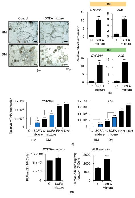 Cells Free Full Text Effect Of Microbial Short Chain Fatty Acids On