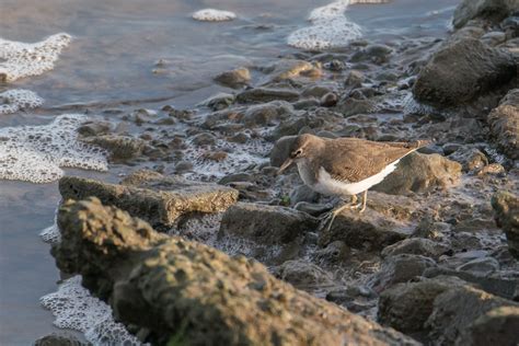 Crossness Nature Reserve & River Thames | Birdingplaces