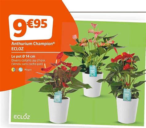 Promo Anthurium Champion Ecloz Chez Jardiland Icatalogue Fr