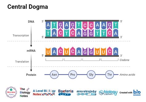 Protein Synthesis: Enzymes, Sites, Steps, Inhibitors