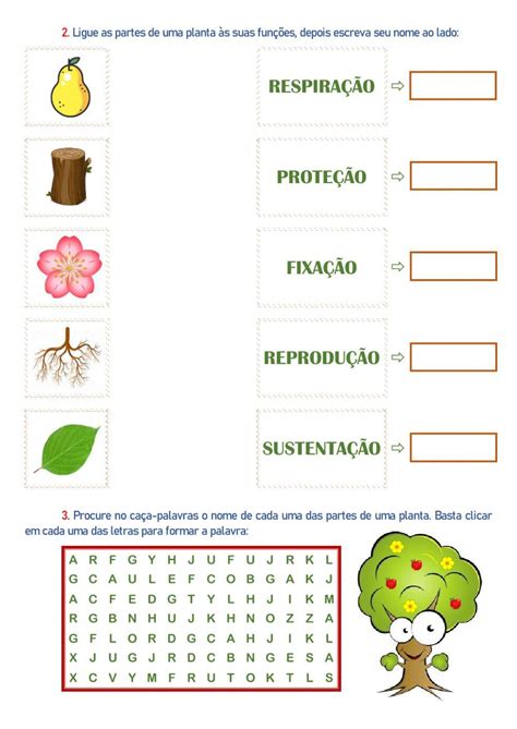 Partes Das Plantas E Suas Funcoes Atividades Katarsis Camani