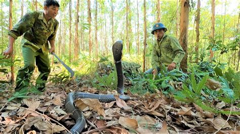 Horror Moments Encounter With The Fierce King Cobra In The Casuarina