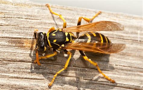 Whats The Difference Between Wasps And Hornets And How Do I Keep Them Out Of My Lakeside Yard