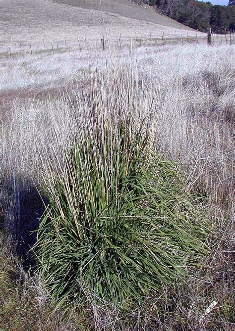 Calphotos Phalaris Aquatica Harding Grass