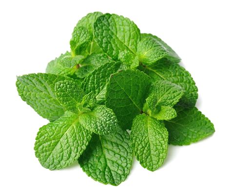 Fresh Mint Leaves Online Singapore | Buy Fresh Mint Leaves Online ...