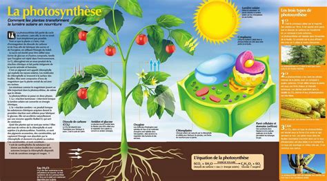 QU EST CE QUE LA PHOTOSYNTHÈSE Agriculture du Maghreb