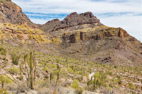 Cacti in Arizona – Cat Sparks Photography