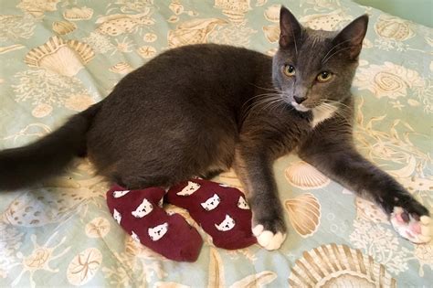 Cat Socks Rstuffoncats