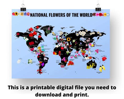 National Flowers Of Countries With Pictures