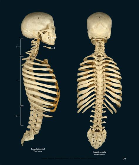 SISTEMA OSEO ESQUELETO AXIAL GENERALIDADES DEL CRÁNEO PDF