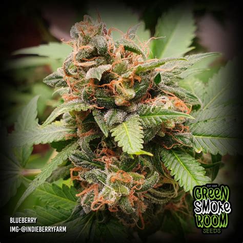 Blueberry Feminised Seeds Cannabis Seeds