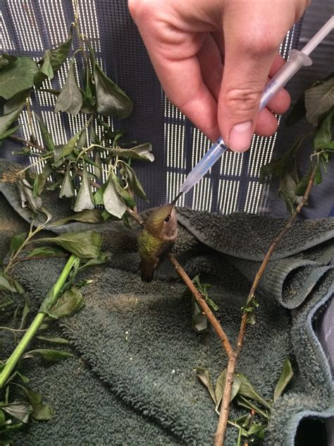 Rehabilitation – Alaska Raptor Center