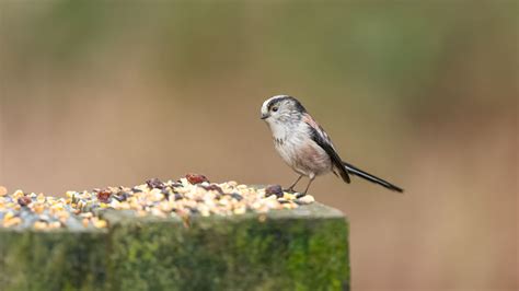 Dunnock: Identification, Nesting, Habitat & Food | Ark Wildlife UK