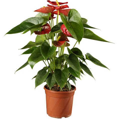 Anthurium Andreanum Rosso Da Interno Con Vaso Cm Obi