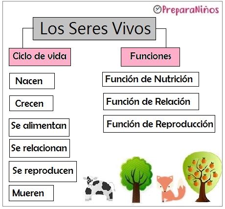 El Ciclo De Vida De Los Seres Vivos Preparani Os