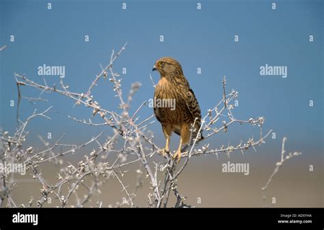 Namibian Birds Of Prey High Resolution Stock Photography And Images Alamy