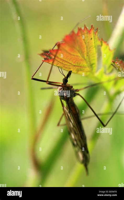 Ardennes, Forest of Sedan, France, Europe Stock Photo - Alamy