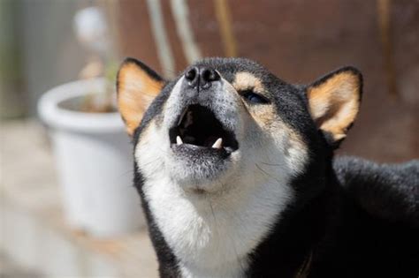 犬が吠えるのはなぜ？理由やしつけ方のポイントについて解説 わんちゃんホンポ