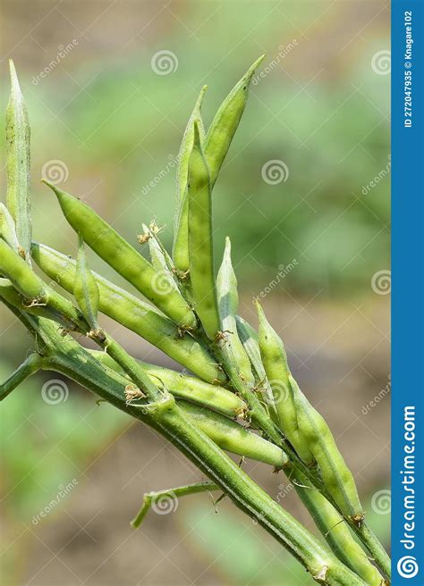 Cluster Beans Or Gawar Phali Guar Plant In Field Cyamopsis