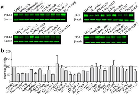 Odyssey Onin Cell Western技术助力筛选下调pd L1表达的激酶抑制剂 生物通