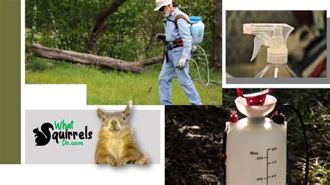 What Is The Best Homemade Squirrel Repellent Get Fast Results With