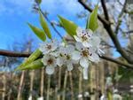 Pyrus Calleryana Bradford Callery Pear Leafland Limited Best