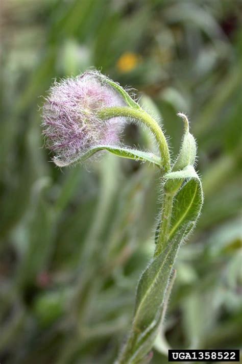 Tall Fleabane Erigeron Elatior