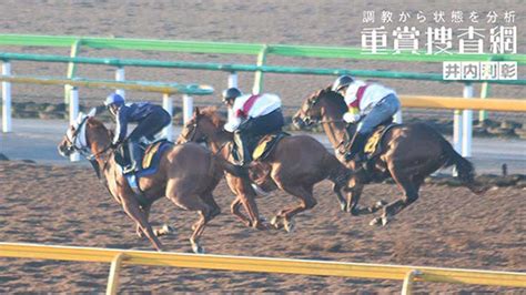 【エプソムc 2024】最終追い切りを動画で解説井内利彰 競馬動画 Netkeiba