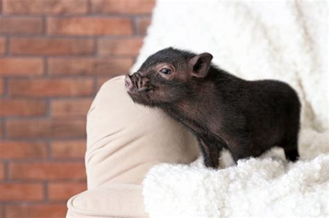 Teacup Pig As A House Pet Pros And Cons Pet Comments