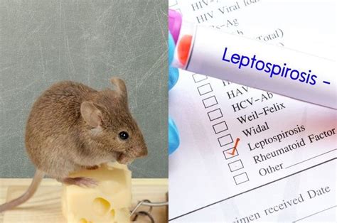 Ramai Kasus Penyakit Kencing Tikus Atau Leptospirosis Begini Cara