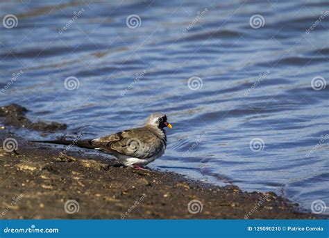 Namaqua Dove In Kruger National Park South Africa Stock Photo Image