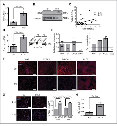 Figure 2 From Tumor And Stem Cell Biology Obesity Promotes Breast