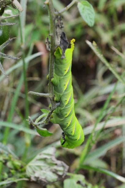 30+ Deaths Head Hawk Moth Caterpillar Stock Photos, Pictures & Royalty-Free Images - iStock