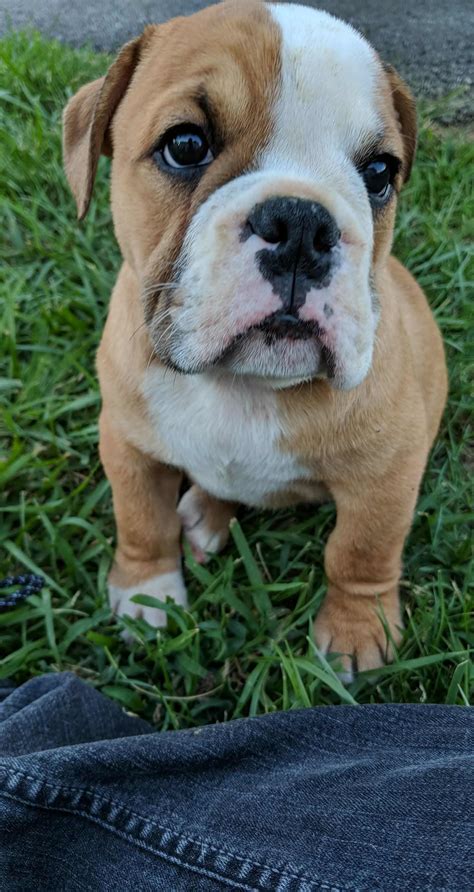 Victorian Bulldogge Puppies : Victorian Bulldog Dog Breed Information ...