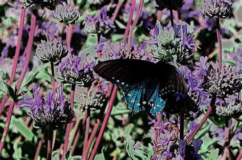 5 Essential Nectar Source Plants For The Florida Butterfly Garden