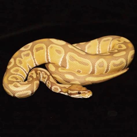 popular ball python morphs  pictures