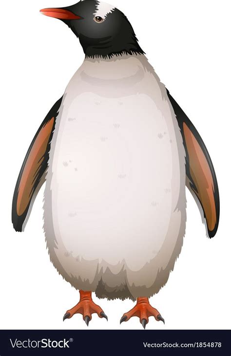 Gentoo Penguin Royalty Free Vector Image Vectorstock Gentoo Penguin