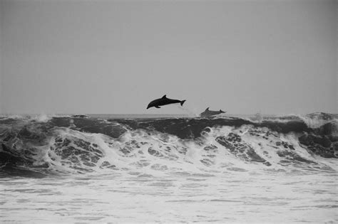 Fotos Gratis Mar Costa Agua Naturaleza Oceano En Blanco Y Negro