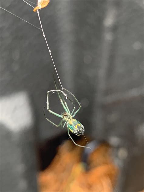 Bejeweled Spider Cincinnati Oh Usa Rwhatisthisspider