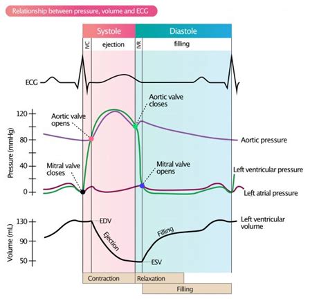 Relation Pression Volume Du Ventricule Gauche Pr Charge Postcharge