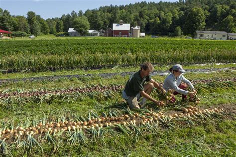 Harvest Tips For Crop Families High Mowing Organic Non Gmo Seeds