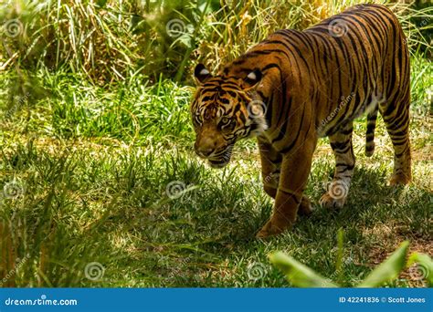 Bengal Tiger stock photo. Image of animal, wild, tiger - 42241836