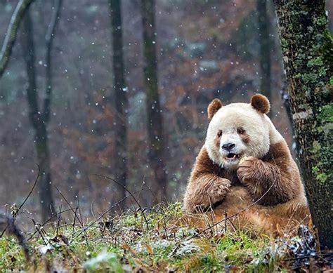 Qizai Je Jediná Hnedá Panda Na Svete Ktorú Kvôli Odlišnosti Všetci