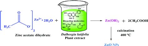 A Schematic Representation Of Zno Np Synthesis Using Dalbergia