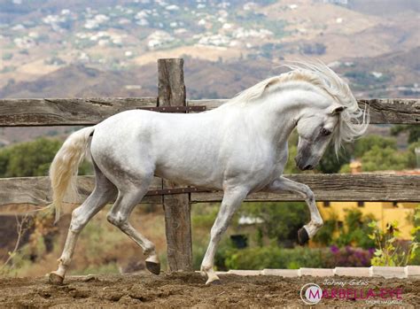 Andalucian Horse | Horses, Andalusian horse, Horse breeds