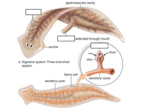 Phylum Platyhelminthes Planaria Diagram Quizlet