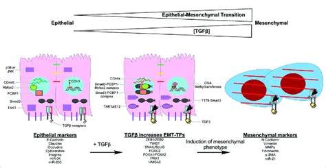 Tgfβ Signalling Pathways That Induce Epithelial Mesenchymal Transition